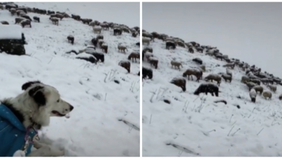 LJUDI USRED AVGUSTA ZAROBLJENI U SNEGU Snažno nevreme okovalo Evropu