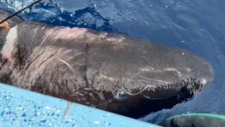 RIBARI GLEDALI U NEVERICI Drevna polu-slepa ajkula sa Arktika doplivala u tropsko more (FOTO)
