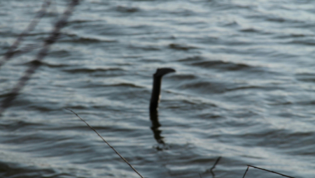 LOVCI NA ČUDOVIŠTE IZ LOK NESA ČULI SU NEOBIČAN ZVUK Ali onda su napravili krucijalnu grešku
