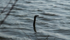 LOVCI NA ČUDOVIŠTE IZ LOK NESA ČULI SU NEOBIČAN ZVUK Ali onda su napravili krucijalnu grešku