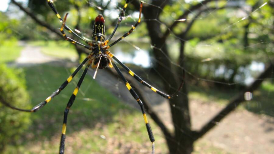 PRETVARA SE U ŽENU I ZAVODI MUŠKARCE Mitski pauk iz Azije osvanuo na drugom kraju sveta, plete zlatne mreže koje sijaju na suncu