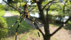 PRETVARA SE U ŽENU I ZAVODI MUŠKARCE Mitski pauk iz Azije osvanuo na drugom kraju sveta, plete zlatne mreže koje sijaju na suncu