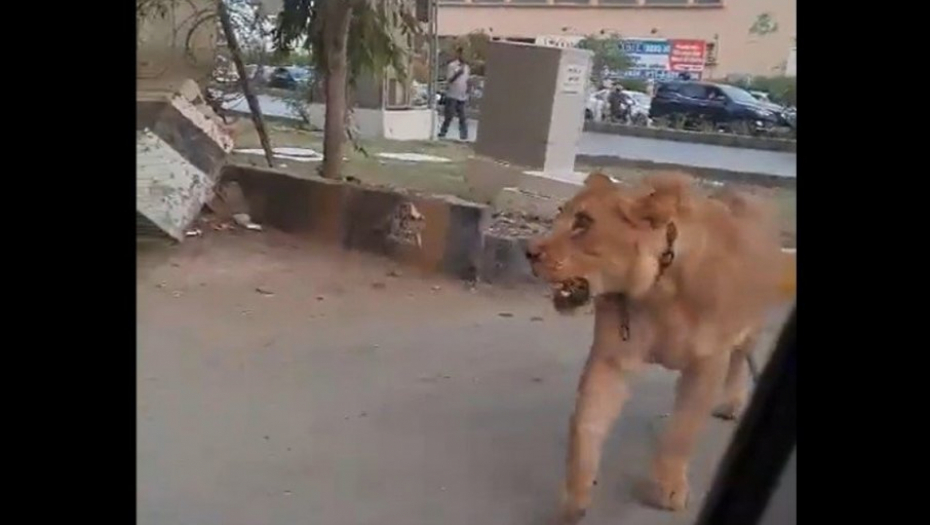 OPŠTA PANIKA NA ULICAMA Usred saobraćajne gužve pojavio se lav, kada su čuli odakle je došao poludeli su (VIDEO)