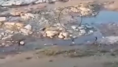 JEZIV SNIMAK! DEČAKA NAPAO ČOPOR BESNIH PASA Jurili ga po plaži, a ova scena je sve zgranula! (VIDEO)