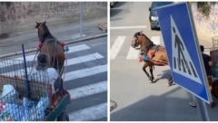 MALTRETIRALI KONJA NA BANOVOM BRDU Izvadili i bič, ljudi u šoku "Mučno je za gledati"