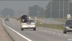 (NE)SVAKIDAŠNJI PRIZOR NA PUTU Američka policija očekivala tele, a onda je usledilo iznenađenje (VIDEO)