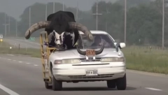 BIK KOJI SEDI! Bizarna scena na autoputu u SAD, ljudi ne veruju šta vozi na suvozačevom sedištu (VIDEO)