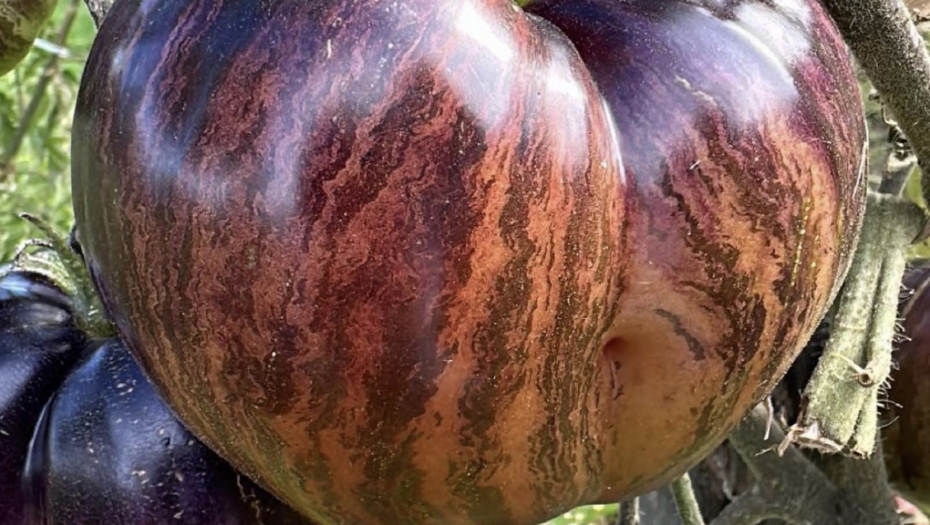 EM ČUDNOG OBLIKA, A TEK VELIČINA! Savo iz čiste radoznalosti posadio ovo seme, pa ostao u čudu (FOTO)