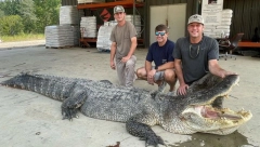 ULOVLJEN NAJVEĆI ALIGATOR IKADA Lovci savladali rečnog monstruma: Borba je trajala cele noći