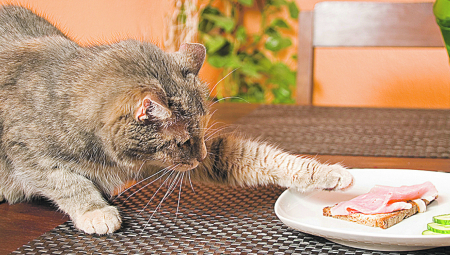 DANAS JE SVETSKI DAN MAČAKA Nisu baš obični kućni ljubimci, a evo prilike da se podsetimo zašto ih toliko volimo