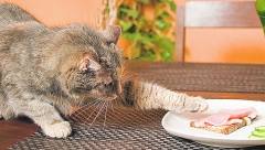 MACE SU ROĐENE KLEPTOMANKE Ovi trikovi će ih sprečiti da kradu sve što stignu