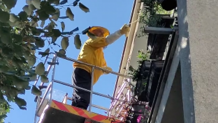 "NE SMEMO DA OTVORIMO VRATA" Najezda stršljenova i osa u Trebinju, građani zatvoreni u kućama (VIDEO)