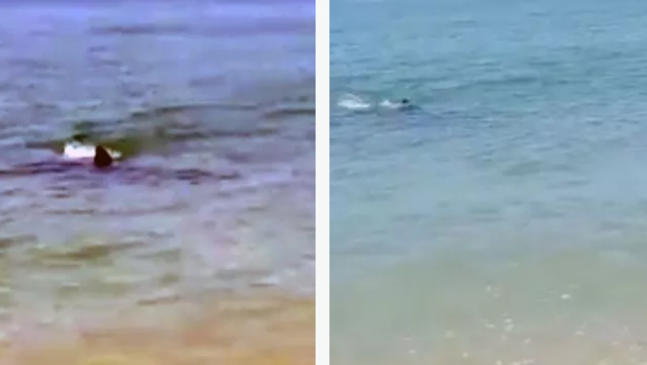 HLADNA K'O ŠPRICER Velika ajkula došla do plaže, nastala opšta panika, a ona ih je samo posmatrala kako jure ko muve bez glave