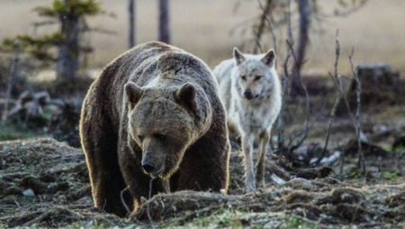 VIC DANA Došla regrutna komisija u šumu da regrutuje za vojsku...