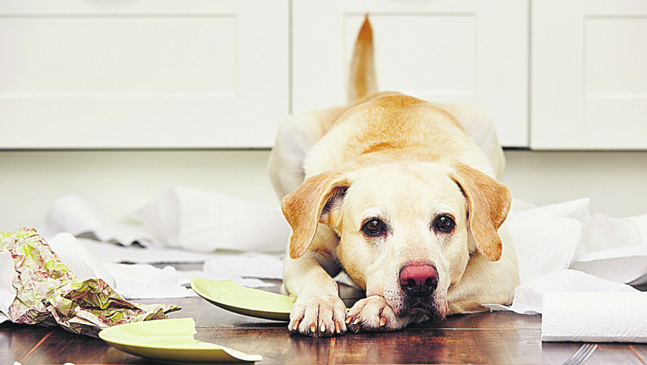 OTVORITE ČETVORE OČI Promene u ponašanju kod pasa na koje vlasnici moraju da obrate pažnju