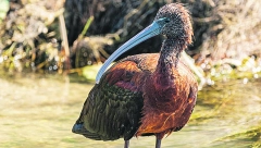 DIVNE VESTI Prvi put posle 19. veka zabeleženo gnežđenje ražnjeva na Zasavici