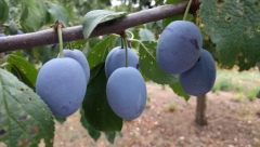 DANI ŠLJIVE U BLACU Posetite ovu prelepu manifestaciju za vikend