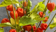 POSADITE NAJLEPŠI JESENJI CVET Trenutno je najtraženiji na svetu, a ne zahteva mnogo vremena i truda