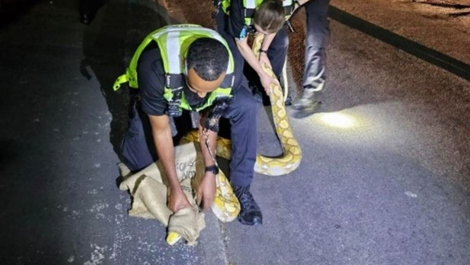 DRAMA U BRITANIJI Džinovski piton bežao po ulici, policajci ga hvatali rukama