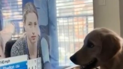 NEVIĐENA PODRŠKA ZA NOVAKA Pas je vatreni Đokovićev navijač, gledao meč sa Šeltonom, čeka finale protiv Rusa (VIDEO)