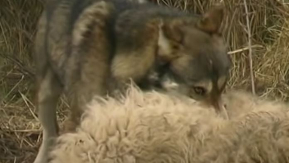 HTELI DA SE REŠE VUKOVA, PA PROSULI OTROV Ugroženo zdravlje svih meštana, nađeno mrtvo tele