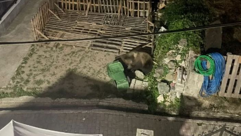 "GD ESTE SADA LUDACI KOJI IH ŠTITITE?" Medved upao u dvorište bivšeg poslanika, potpuno je poludeo (FOTO)