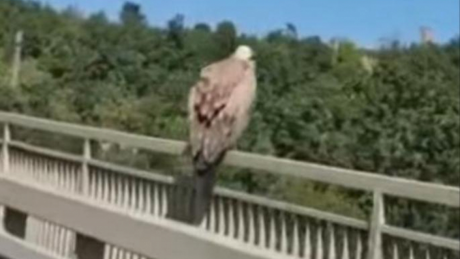 BELOGLAVI SUP NAPRAVIO KOLONU KOD SUŠICE: Putnici uživali u jedinstvom prizoru (VIDEO)
