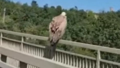 BELOGLAVI SUP NAPRAVIO KOLONU KOD SUŠICE: Putnici uživali u jedinstvom prizoru (VIDEO)