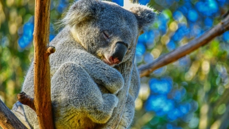 "IZGLEDAO JE ZADOVOLJAN SOBOM" Gladna koala se snašla za hranu, pojela sve biljke u rasadniku i zaspala