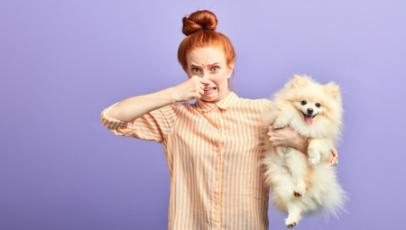 BRZO I LAKO Trik kako da najjednostavnije uklonite neprijatan miris od ljubimca s nameštaja