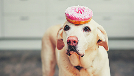 RECEPT DANA Krofnice sa slaninom zbog kojih će svaki pas veselo da maše repićem