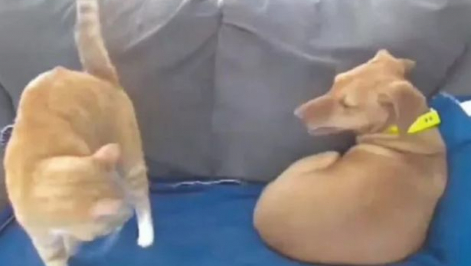 VLASNIK MAČKE JE POSTAVIO KAMERU DA PROVERI "ZABRINUTOG PSA" Došao je do neverovatnog otkrića (VIDEO)