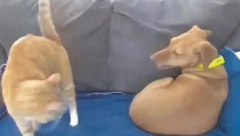 VLASNIK MAČKE JE POSTAVIO KAMERU DA PROVERI "ZABRINUTOG PSA" Došao je do neverovatnog otkrića (VIDEO)