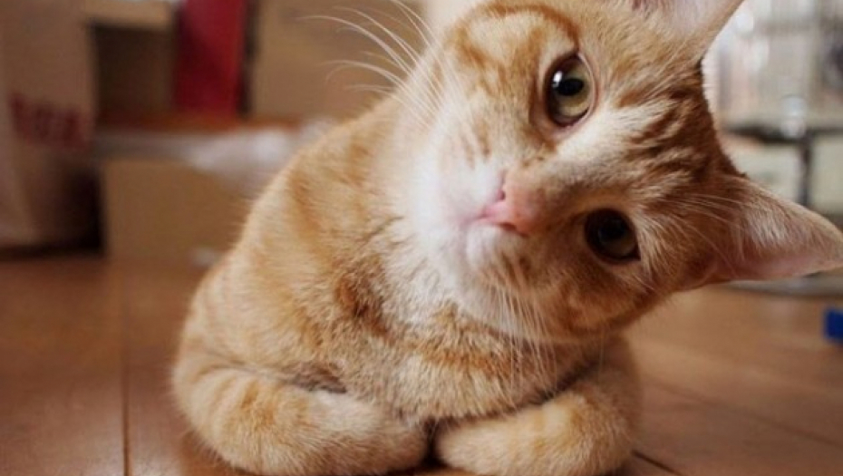 KAKO NAS MAČKE LEČE Lizanje vašeg lica i dlanova, predenje u krilu, evo kako osete da nešto nije u redu