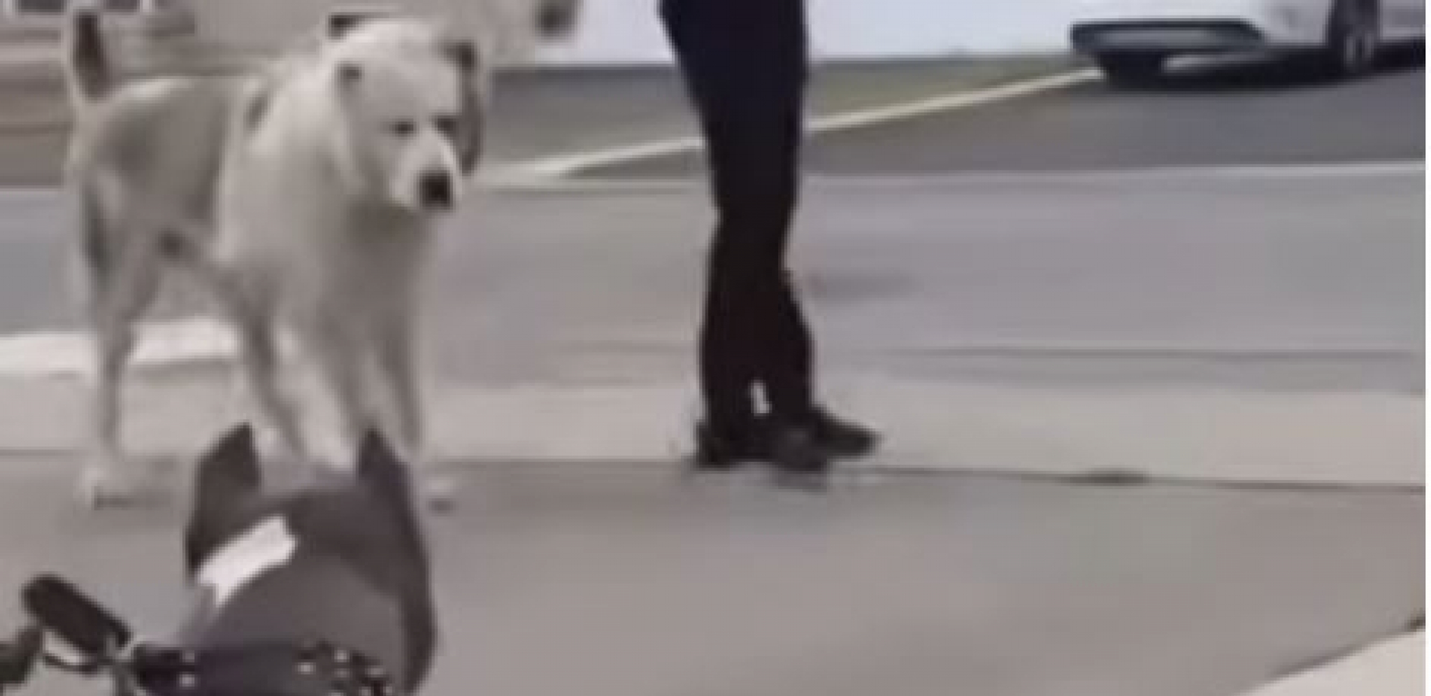 SUNAK HITNO ZABRANJUJE PSE UBICE Rastrgli više ljudi, rasa iz Amerike je izuzetno opasna