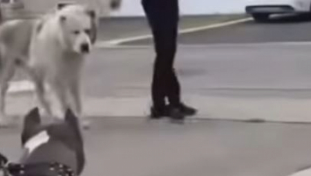 SUNAK HITNO ZABRANJUJE PSE UBICE Rastrgli više ljudi, rasa iz Amerike je izuzetno opasna