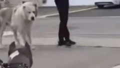 POMAMA ZA OPASNOM RASOM Otkako je najavljena njihova zabrana, skočila je prodaja ove vrste psa na internetu