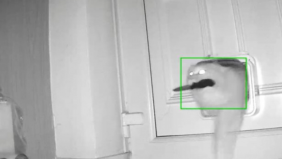 UHVAĆENA SA NOŽEM U USTIMA Kamere zabeležile neverovatnu scenu, "klepto maca" postala hit na mrežama (VIDEO)
