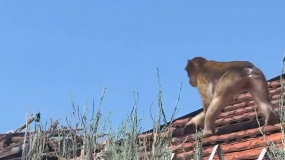 MAJMUN SE ŠETA PO KARABURMI! Skakuće s krova na krov, niko ne zna odakle je pobegao (VIDEO)