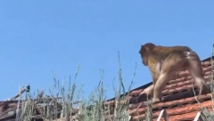 MAJMUN SE ŠETA PO KARABURMI! Skakuće s krova na krov, niko ne zna odakle je pobegao (VIDEO)