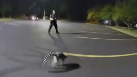 LEMUR U BEKSTVU Urnebesna jurnjava za stvorenjem koje je pobeglo u Misuriju (VIDEO)