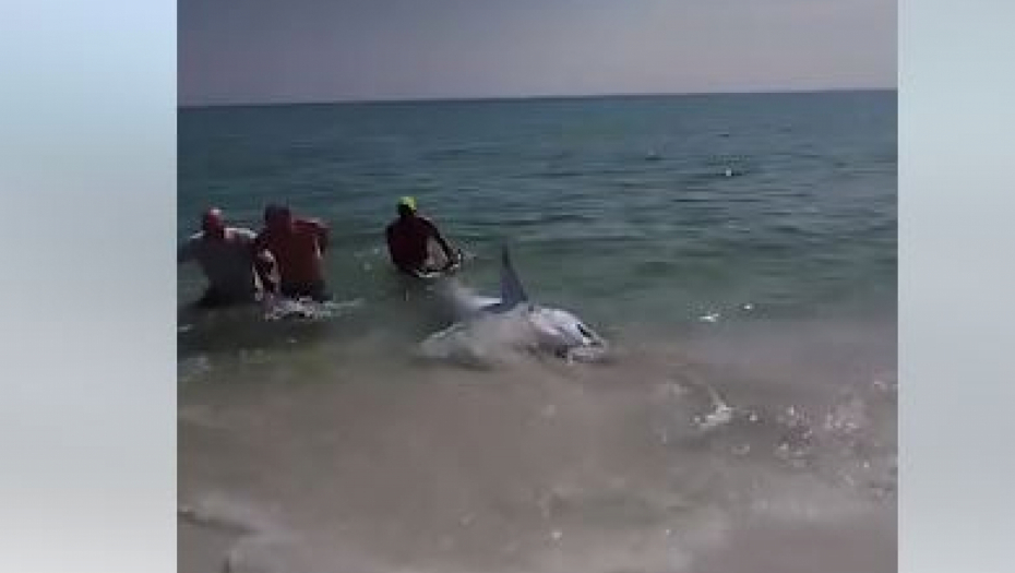 DŽINOVSKA AJKULA IZLETELA NA PLAŽU Slavili godišnjicu, a onda se neman pojavila iz mora (VIDEO)