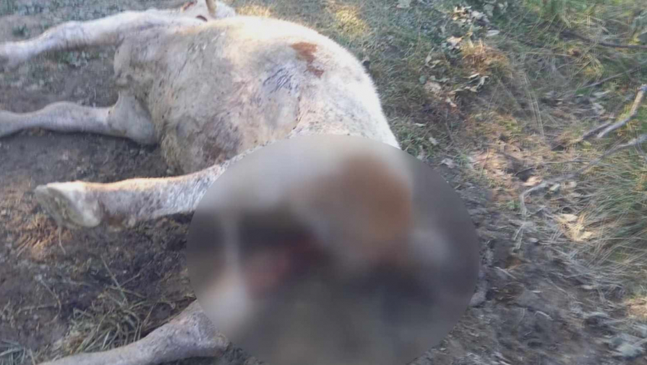 HOROR NA GOLIJI Šakal upao na imanje meštana i zaklao bika od preko 350 kilograma (FOTO)