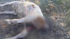 HOROR NA GOLIJI Šakal upao na imanje meštana i zaklao bika od preko 350 kilograma (FOTO)
