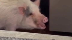 LOPOV PINKI UHVAĆEN NA DELU Ovako kradljivac celera vrši svoju "operaciju" (VIDEO)