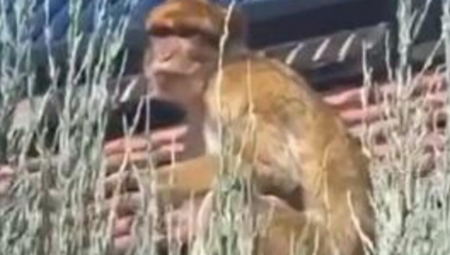 CELA KARABURMA TRAŽI JEDNOG MAJMUNA Ako ga vidite, ni slučajno mu ne prilazite, prenosi teške bolesti