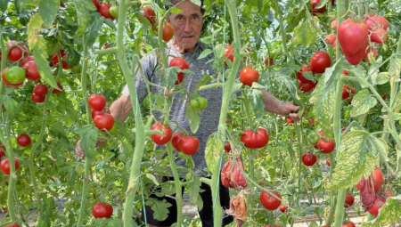 SKUPLJE OD ZLATA Rodilo je ove godine "Bože sačuvaj", čeri paradajz bere uz pomoć merdevina (FOTO)