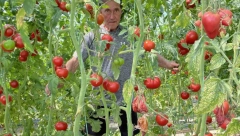 SKUPLJE OD ZLATA Rodilo je ove godine "Bože sačuvaj", čeri paradajz bere uz pomoć merdevina (FOTO)