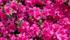 RASKOŠNI LEPOTAN KOJI PRIVLAČI SVE POGLEDE Ne boji se hladnoće, a najbolje uspeva ako ga sada posadite