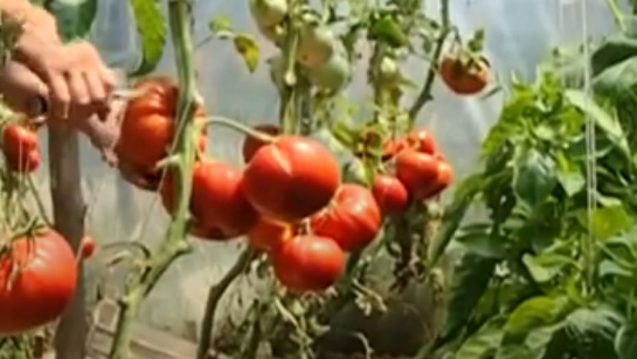 JEDAN GRAM OVE SEMENKE KOŠTA 100 EVRA Ulaganje u ovu hibridnu sortu nije malo, ali se baš isplati